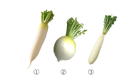 食育クイズ1
