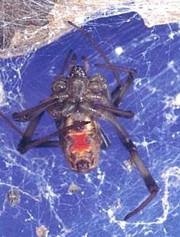 ハイイロゴケグモ(メス)腹面の写真