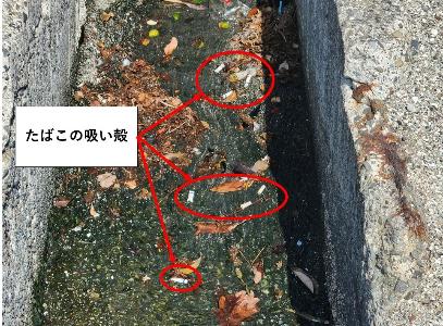 側溝等から流されてきたたばこの吸い殻の写真