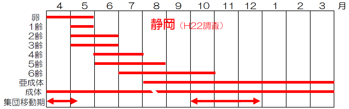 ヤンバルトサカヤスデの生態