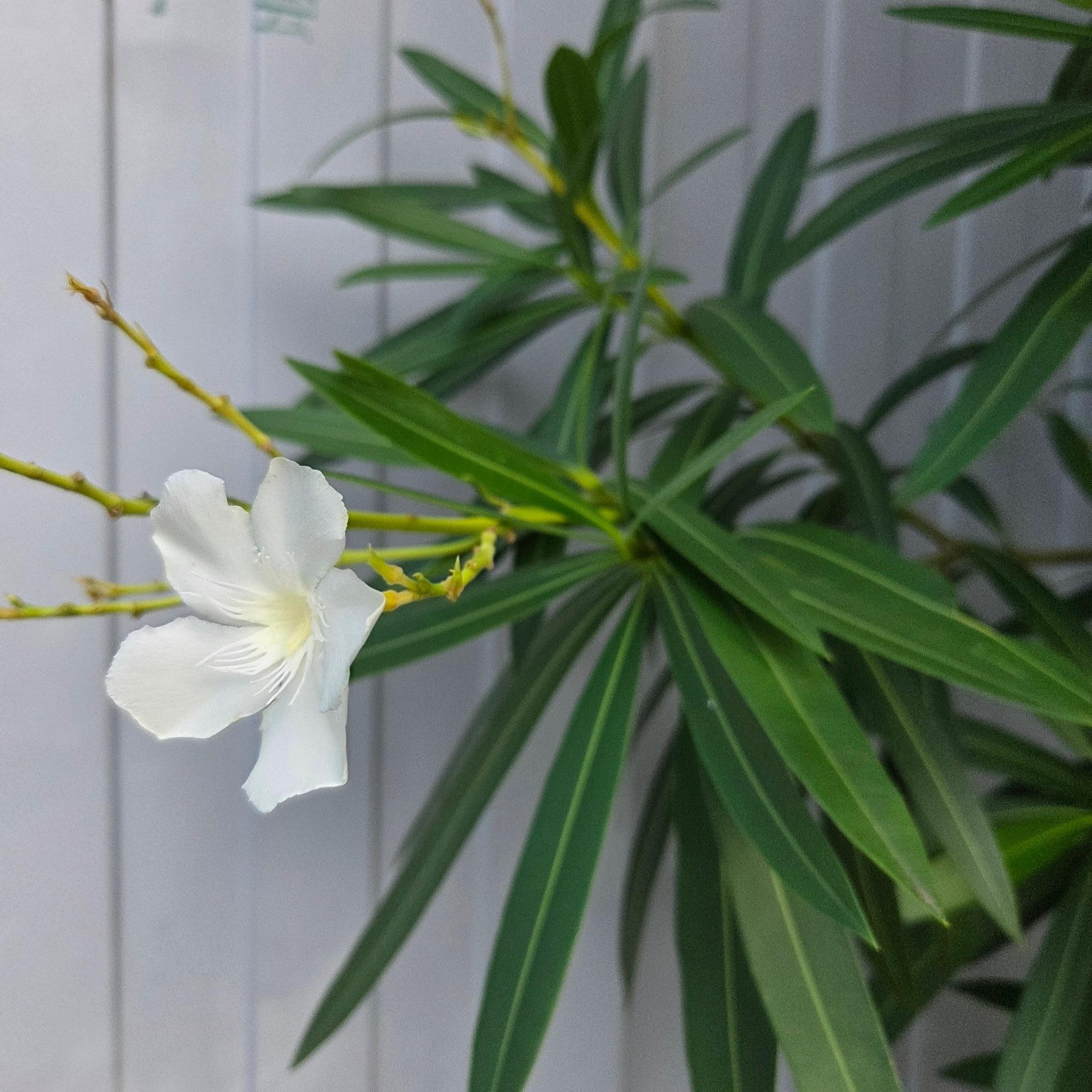 キョウチクトウの白いお花の写真