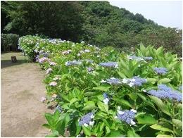 植樹された約10種類のあじさいの写真