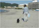 犬の散歩の写真