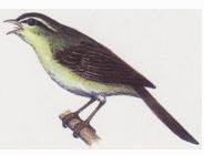 【町の鳥】鶯の写真