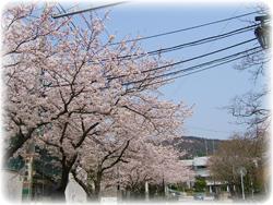 桜の写真