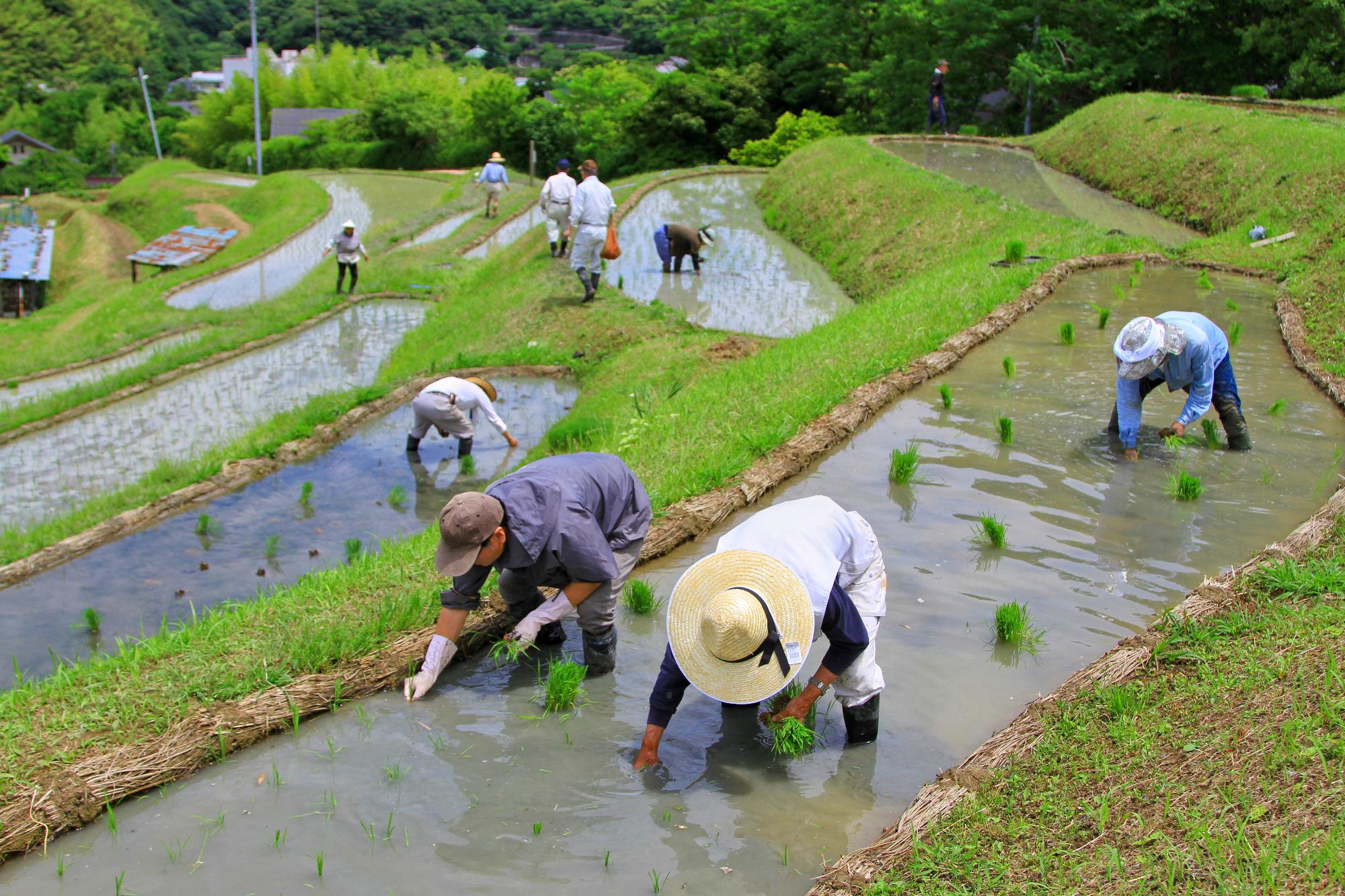 上山口の棚田で作業をする人たち