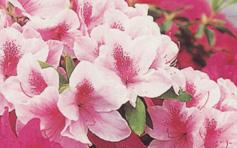 【町の花】つつじの写真
