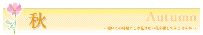 秋、短いこの時期にしか見れない花を探してみませんかと書かれたバナー