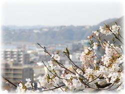 桜の写真