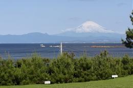 海に臨む芝生広場からの富士山の写真