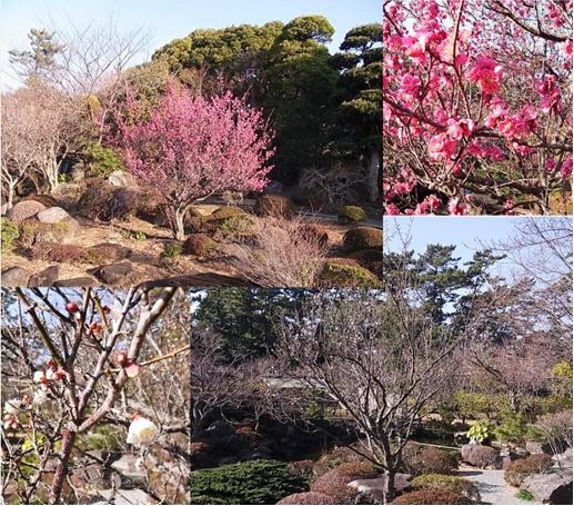 紅梅の写真