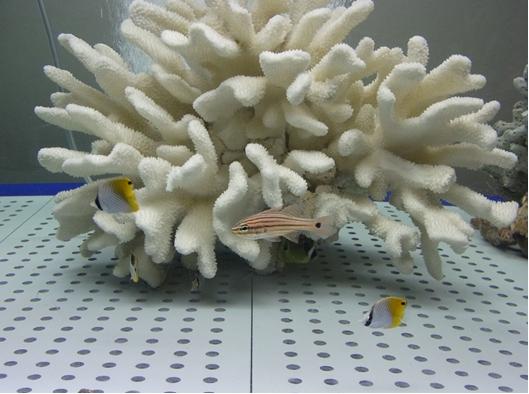 チョウチョウウオ科の魚の写真