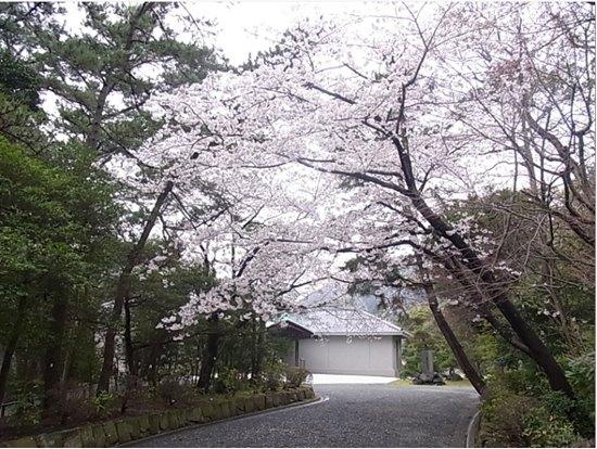 ソメイヨシノ、シダレザクラ、オオシマザクラの写真