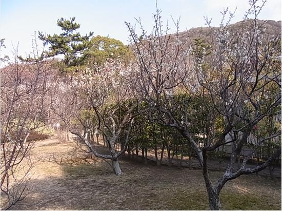 白梅の写真