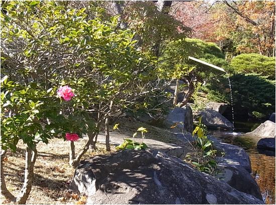 さざんか・つばきの花が開きはじめた写真