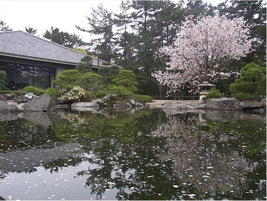 池の水面の花いかだの写真