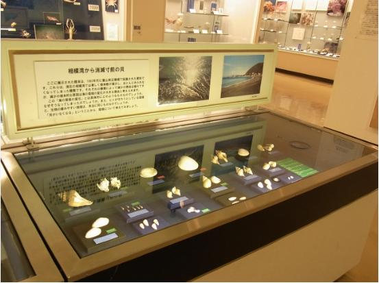 相模湾から消滅寸前の貝の写真