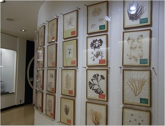 博物館の展示の写真
