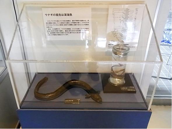 ニホンウナギの写真