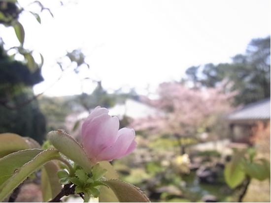 カリンの花の写真