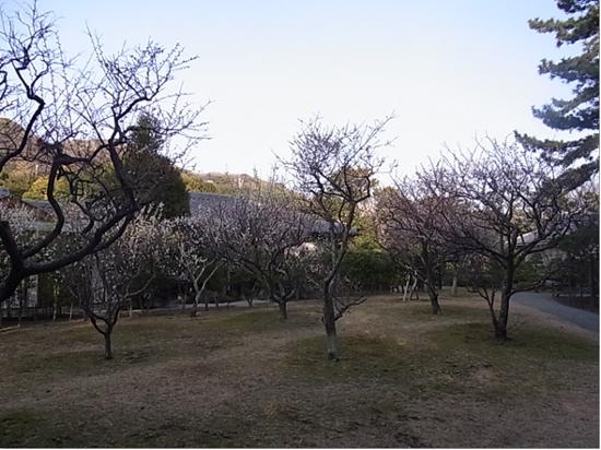 梅林の白梅の写真
