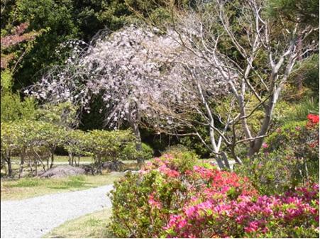 つつじの花の写真