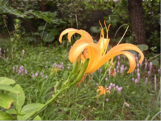 ハマカンゾウ(浜萱草)の花の写真