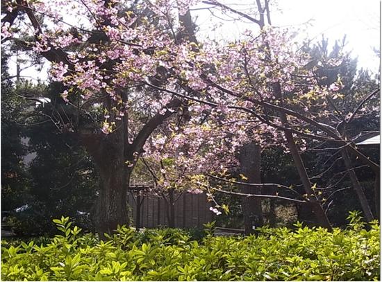 河津桜