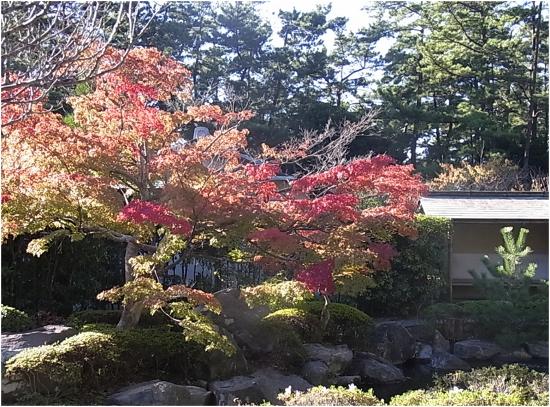 公園のもみじの写真