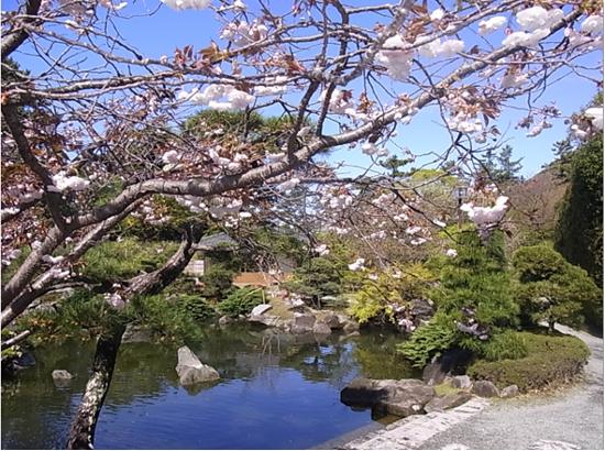 ヤエザクラ(カンザン)の写真