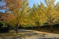 秋の南郷公園の写真