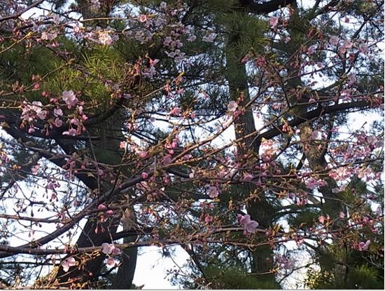 河津桜の写真