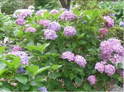 紫陽花の写真