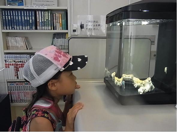海の生き物に関する自由研究相談の写真