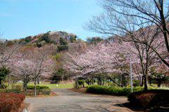 春の南郷公園の写真の写真