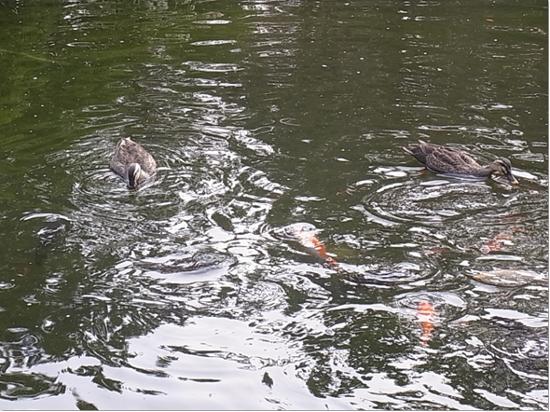 カルガモとコイの写真