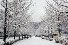 冬の南郷公園の写真
