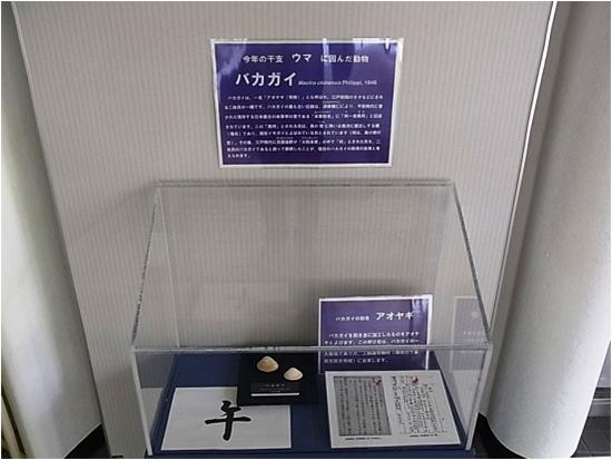 バカガイ(馬珂貝)の写真