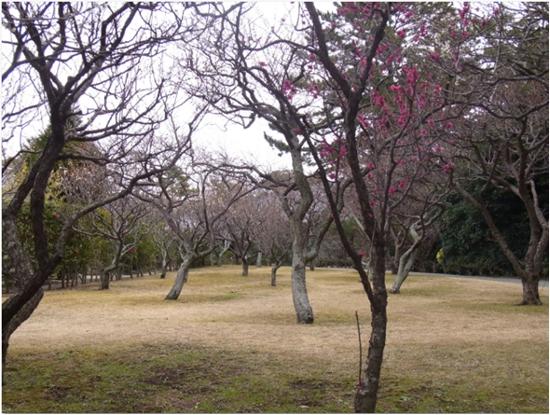 梅林の写真