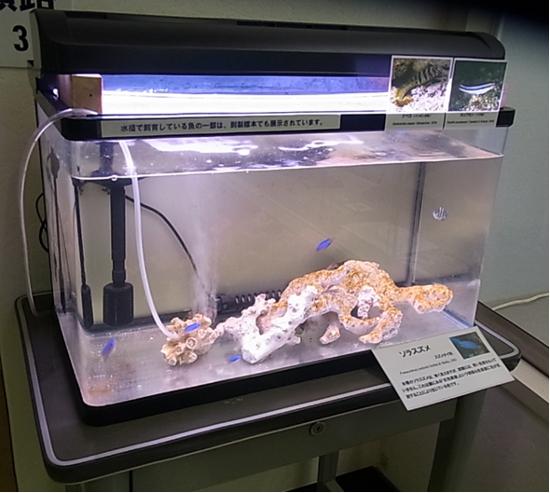 ソラスズメダイの写真