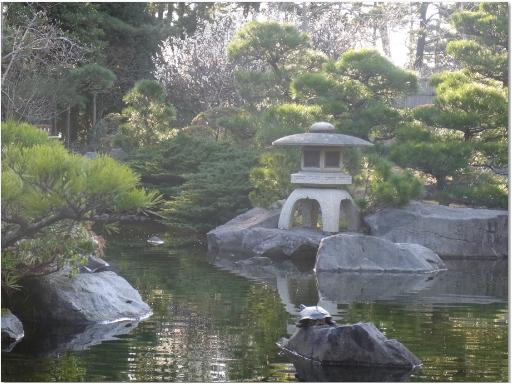 亀の甲羅干しの写真