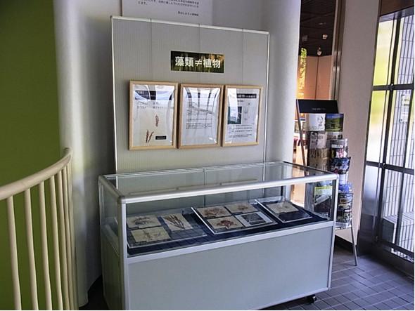 藻類をテーマにした展示の写真