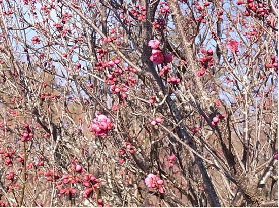 皇太子殿下御成婚記念樹の紅梅の写真