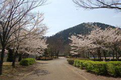 春の南郷公園の写真