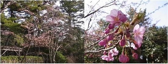 カワヅザクラの写真