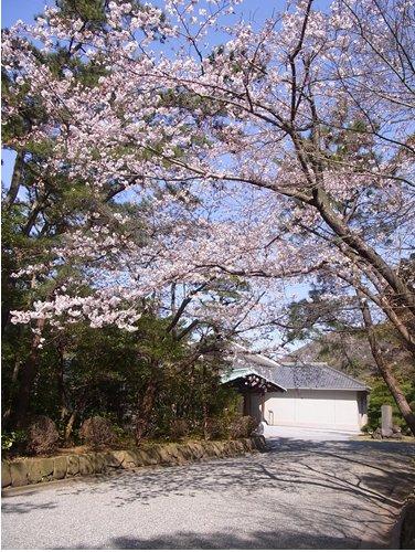 桜の花の写真