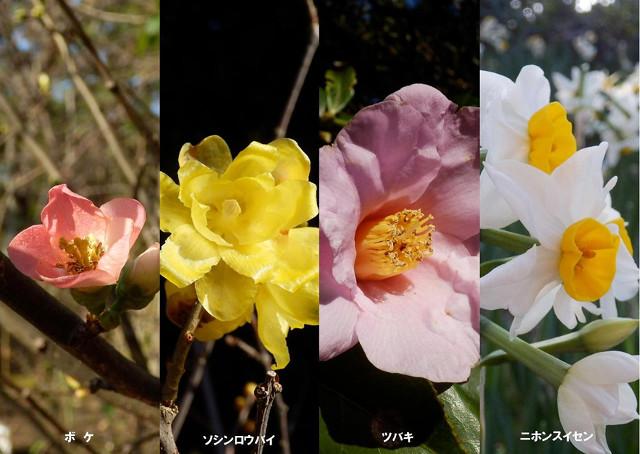 ボケ、ソシンロウバイ、ツバキ、ニホンスイセンの写真