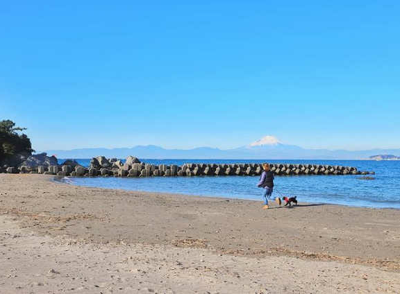 森戸海岸で犬を散歩している写真