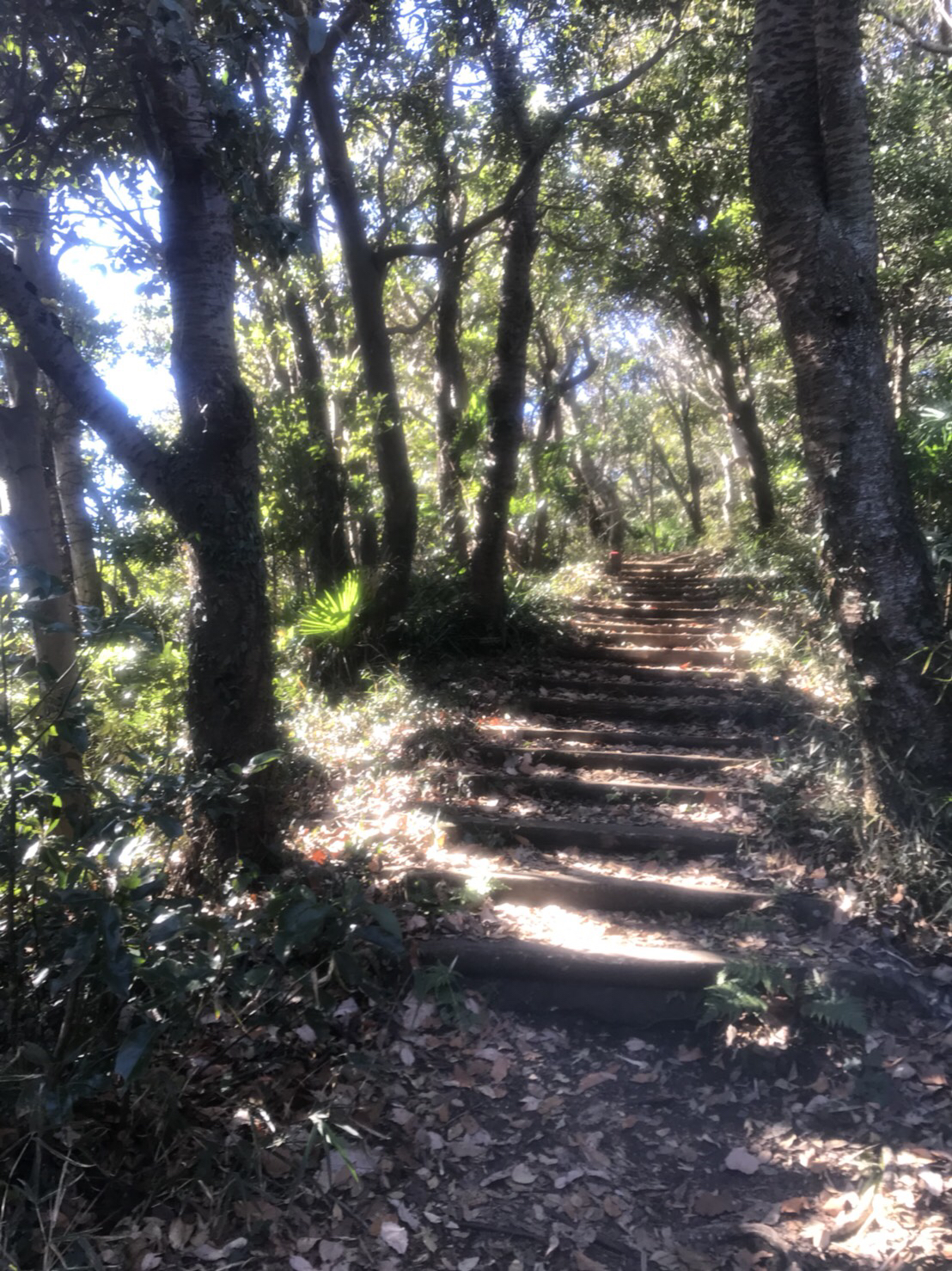 仙元山の山道