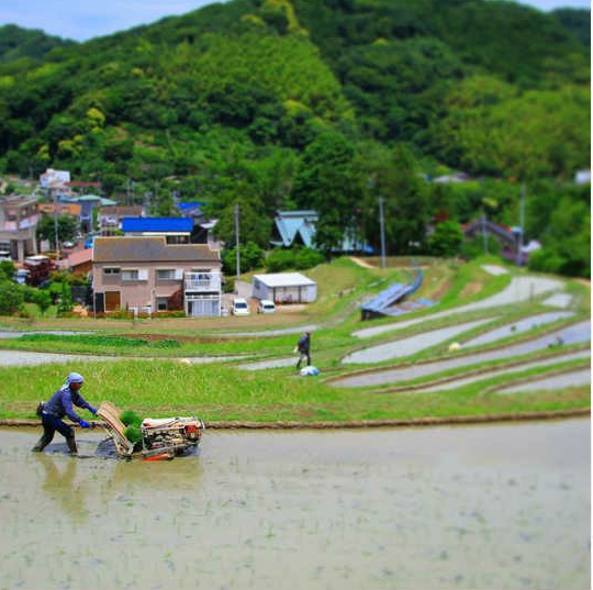 棚田の作業風景